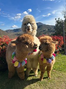 alpaca3